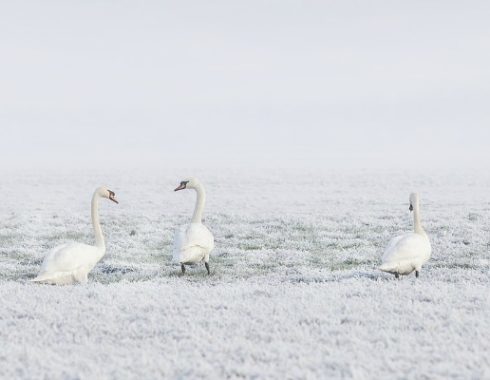 Colour of the Month: White